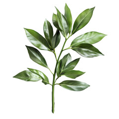 Fototapeta premium Lush Green Branch Vibrant Leaves Nature Botany