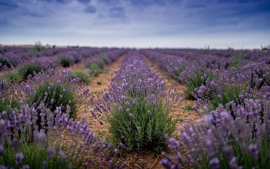 Obraz premium Provence, France Countryside & Vineyards, Lavender field rows under dramatic sky