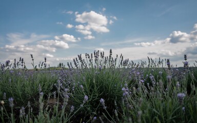 Fototapeta premium Provence, France Countryside & Vineyards, Lavender field under a cloudy sky