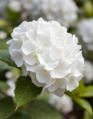 white rose bush