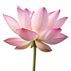 Fototapeta premium Close-up of a beautiful pink lotus flower Transparent background