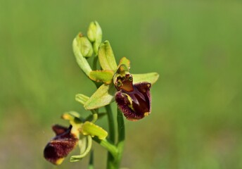 Spinnen-Ragwurz (Ophrys sphegodes) im Nationalpark Lobau - Donauauen