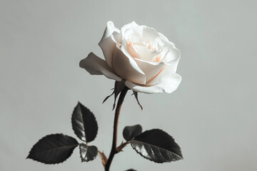 Single white rose with soft pink tones and dark leaves against a minimal gray background