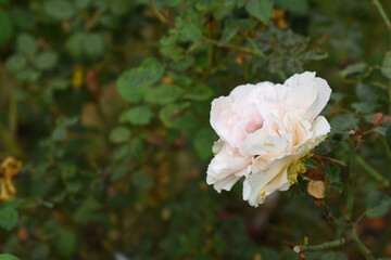 Beautiful white rose flower closeup in garden, A very beautiful white rose flower bloomed on the rose tree, Rose flower closeup, bloom flowers, Natural spring flower, Natural floral background,