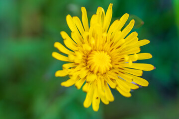 A bright yellow dandelion flower with delicate petals against a soft green natural backdrop. Beautiful macro photography of a common wildflower showing intricate floral structure and vivid colour