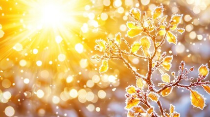 Fototapeta premium Golden winter sunlight through frosted leaves.