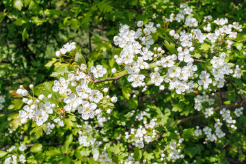 Crataegus Monogyna Blossoms on Spring Branch