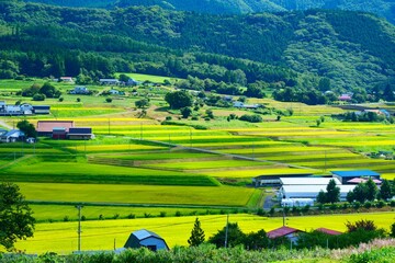 収穫の秋。遠野、岩手、日本。9月中旬。