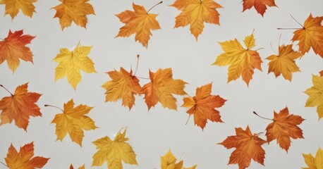 Obraz premium Several maple leaves in various stages of fall, gracefully descending on white , brown, design element
