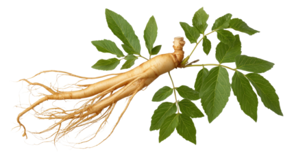 Ginseng: the Ginseng root elegantly displayed with its lush green leaves, embodying both natural beauty and medicinal value, offers a visual ode to health and well-being.