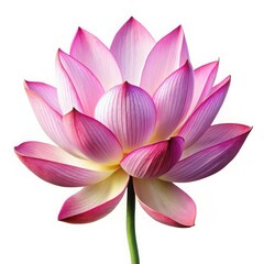 Beautiful close up of a pink lotus flower isolated on a white background displaying delicate petals