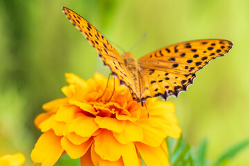 マリーゴールドにとまるツマグロヒョウモン