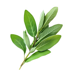 Fresh Sage Sprig Green Leaves Herb Botanical