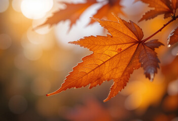 Fototapeta premium Fall Leaves: Beautiful Orange Maple Leaf Against a Soft Background