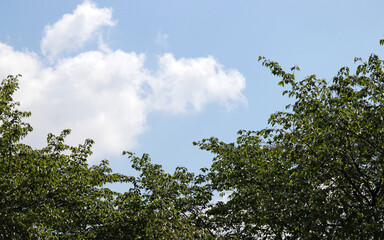 The blue sky and clouds with trees.
