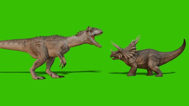 Triceratops and allosaurus fight on green background or green screen dinosaur fight. 