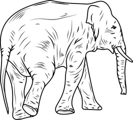 Borneo pygmy elephant hand drawn vector