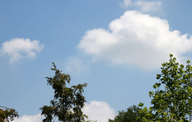 The blue sky and clouds with trees.
