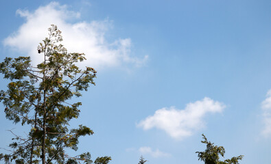 The blue sky and clouds with trees.
