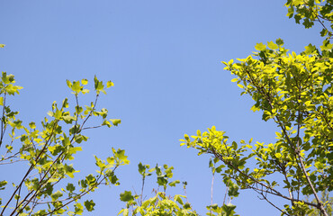 The blue sky and clouds with trees.

