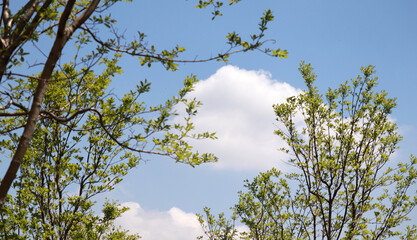 Branches and leaves in the wind against the blue sky.
