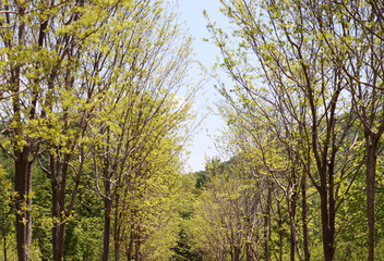 Branches and leaves in the wind against the blue sky.
