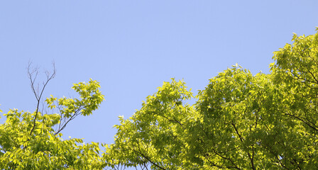 The blue sky and trees on a warm spring day.
