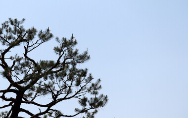 The blue sky and trees on a warm spring day.
