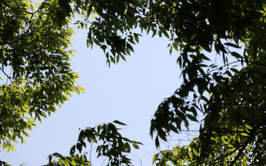 Branches and leaves in the wind against the blue sky.
