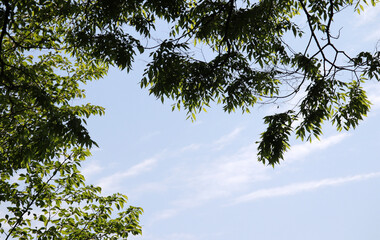 Branches and leaves in the wind against the blue sky.
