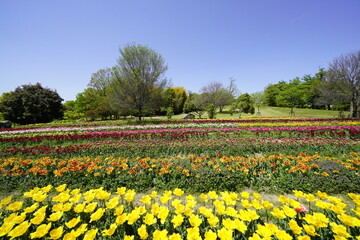 Fototapeta premium チューリップの花咲き乱れる公園