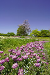 Naklejka premium チューリップの花咲き乱れる公園