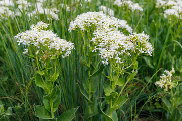 Lepidium draba White Flowers in Natural Meadow