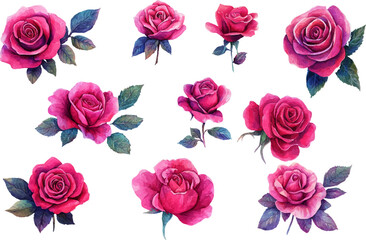 Beautiful Pink Rose in Watercolor