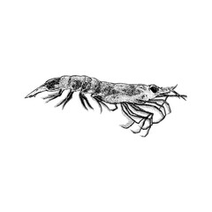 Krill hand drawing vector isolated on background.