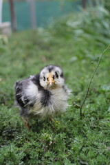 A fluffy little chick standing in fresh green grass after the rain. Curious and slightly clumsy, it explores the world around with bright eyes and soft feathers. © Diana