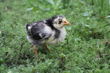 A fluffy little chick standing in fresh green grass after the rain. Curious and slightly clumsy, it explores the world around with bright eyes and soft feathers.