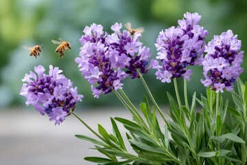 Honey bees flying and collecting pollen from lavender flowers