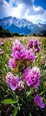Obraz premium Vibrant Pink Flowers in Mountain Meadow