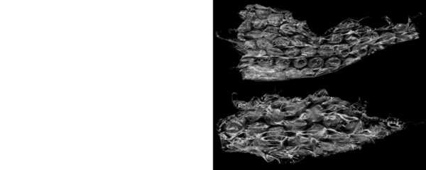 Bubble Wrap Plastic PNG With Detailed Air Bubble Patterns on a Transparent or White Background