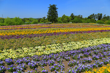  field of pansies, Tottori Hanakairo Flower Park, Japan