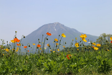 Yellow and red poppies against the backdrop of Mount Daisen, Japan