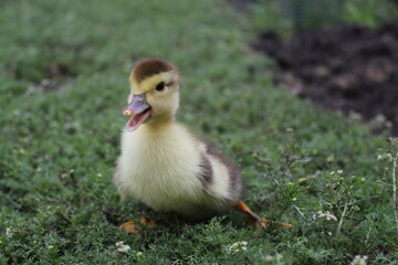 A small brown duckling with yellow patches rests in the grass. With its gentle eyes and downy feathers, it captures the quiet beauty of early life on the farm.