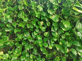 green leaves background