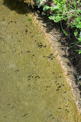 Des têtards nagent en groupe dans une mare peu profonde, visibles sous l’eau claire