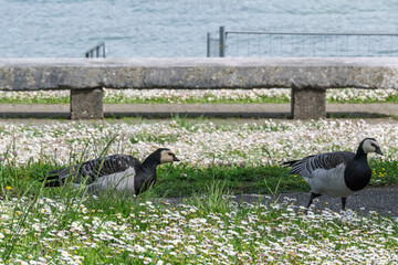 Des oies sauvages se tiennent paisiblement au bord du lac Léman au printemps, entourées d’herbe...