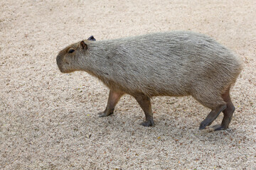 close up head the capybara is biggest rat and cute animal
