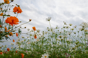 曇り空の下に咲くコスモスの群れ