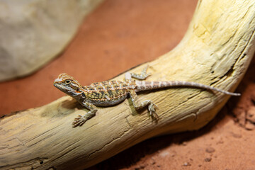 very young bearded dragon on a branch
