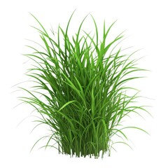 Fototapeta premium Green grass isolated on white background